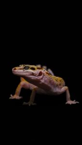 Bruni gecko