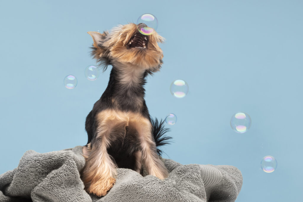 peluquería canina Palencia